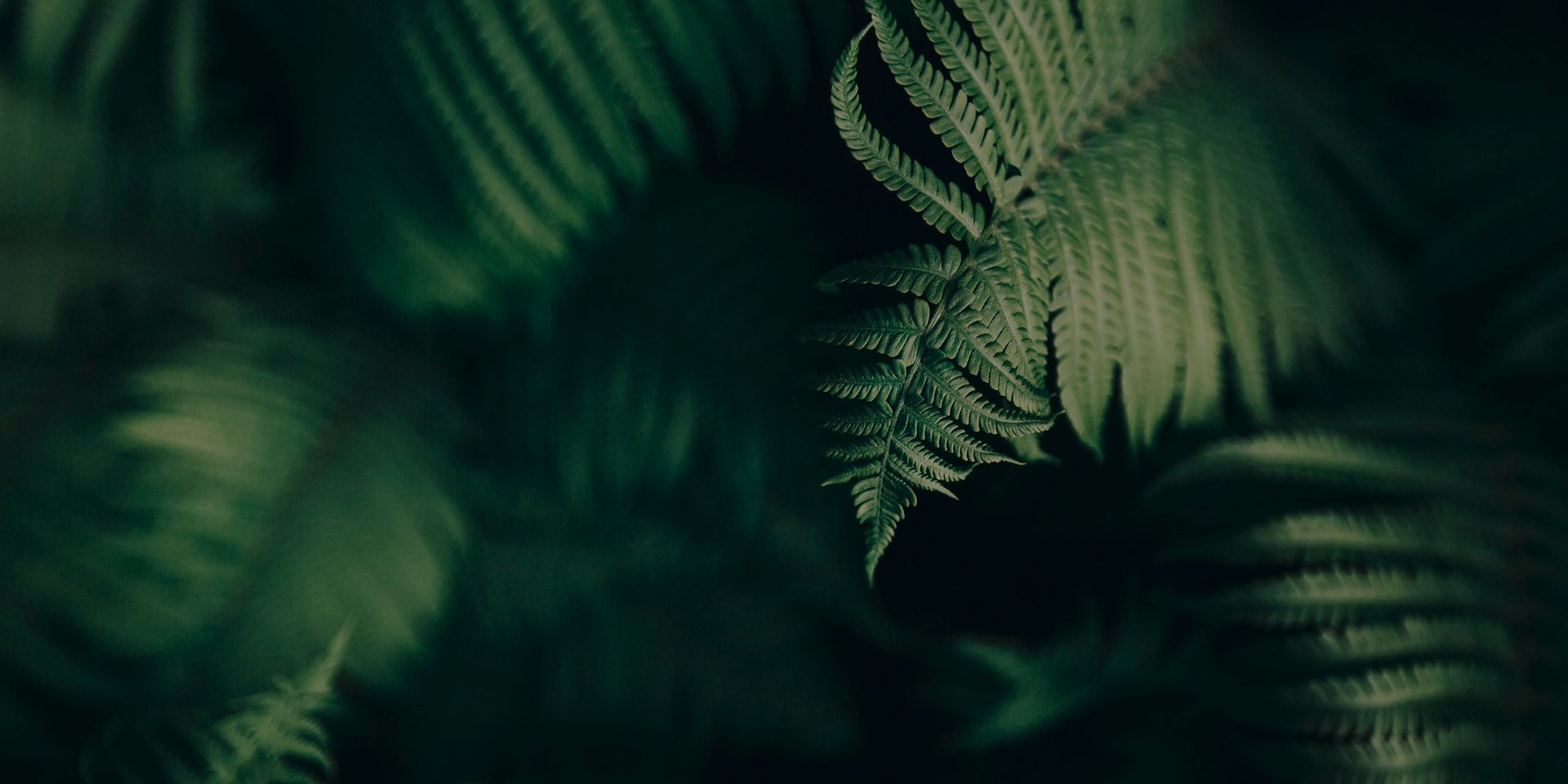 Schattenspiele im Farngewächs.