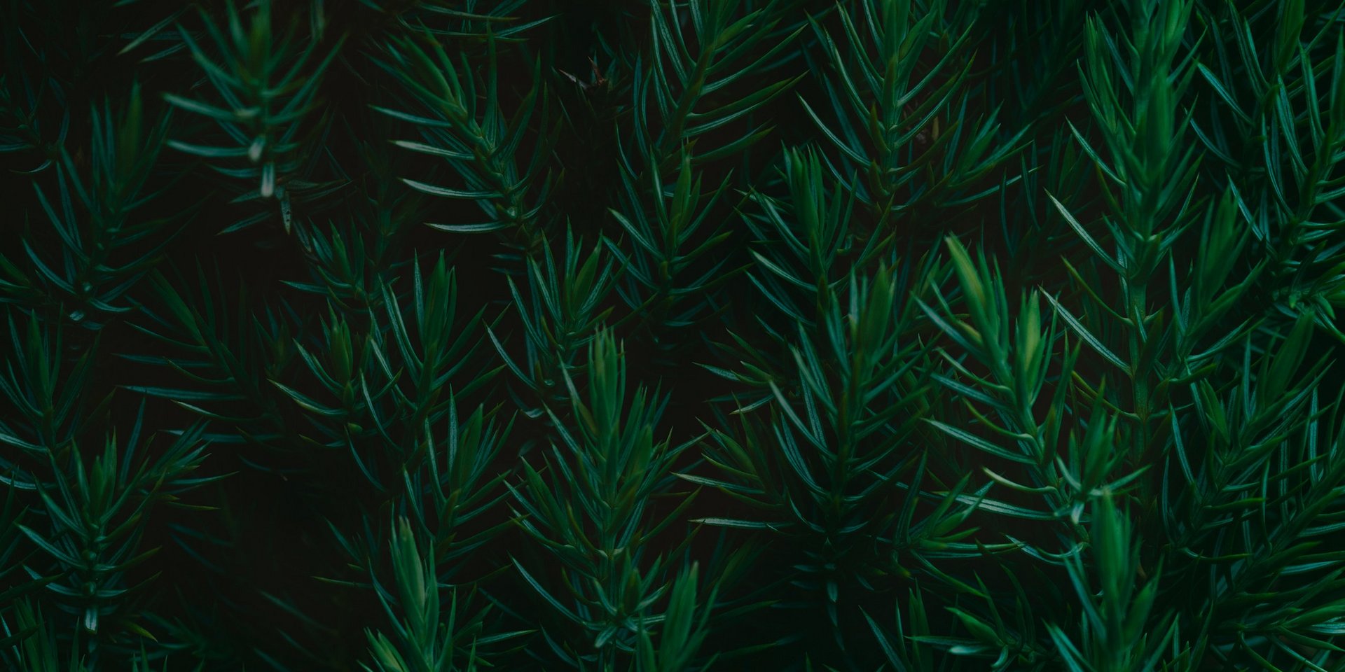 Schattenspiele im Tannengewächs.